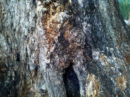 Tree Trunk Bark Tree Environment Nature Ecology