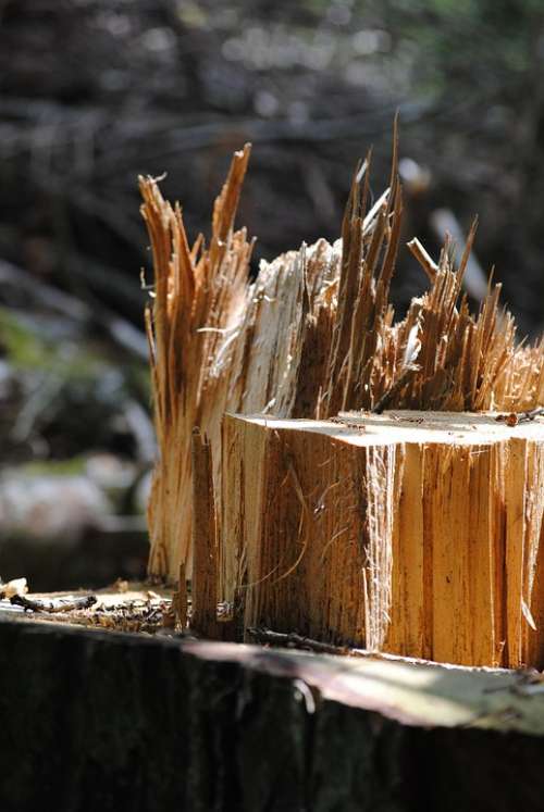 Tree Trunk Wood Splitter Wood Canceled