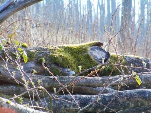 Tree Trunks Forest Spring Morning Tree Sunny