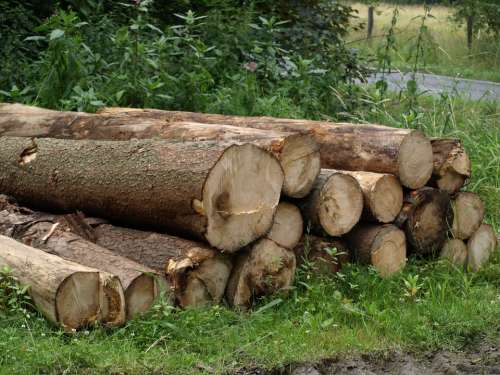 Tree Trunks Forestry Work Sawed Off Stacked