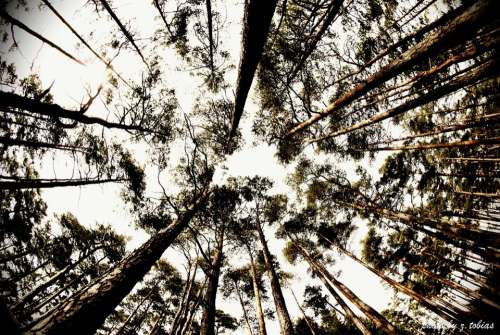 Trees Fisheye Nature Heaven