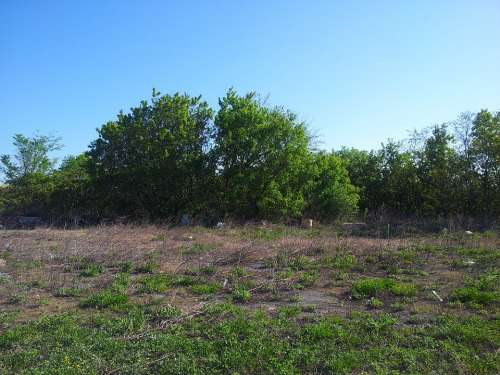 Trees Tree Grass Corn Grass Tall Grass Sky Blue