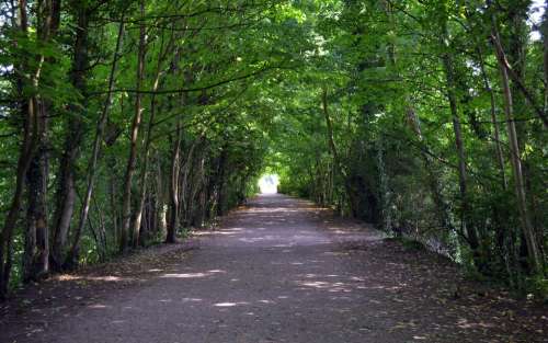 Trees Tunnel Path Light The Lake District Cumbria