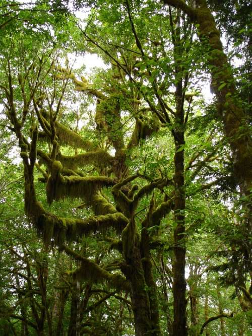 Trees Moss Lake Quinault Nature Wilderness