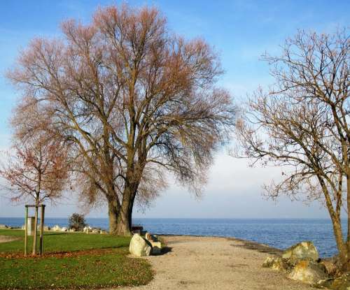 Trees Rest Romanshorn Lake Constance Lake Leaves