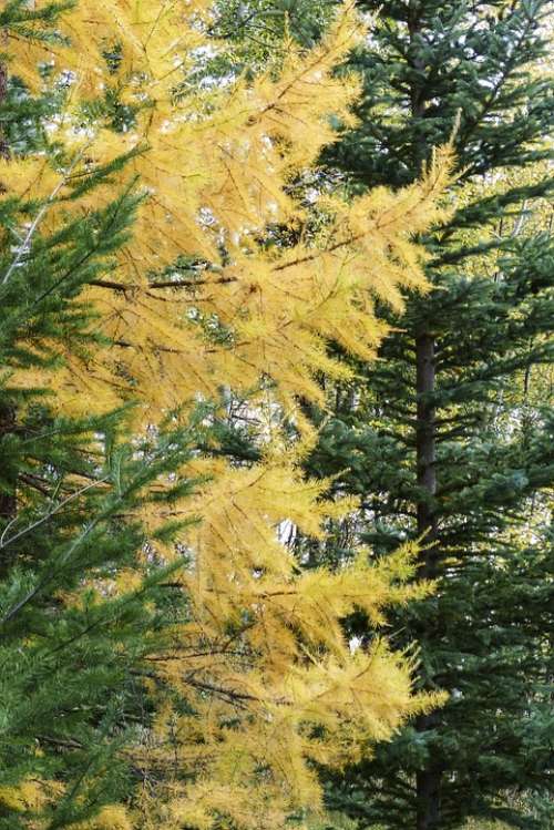 Trees Forest Firs Green Yellow Autumn Fall