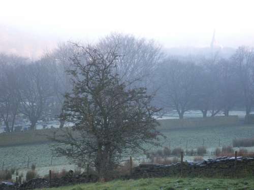 Trees Mist Morning Mist Dew Misty Cold Frost