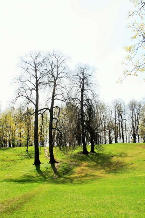 Trees Tall Clump Grass Green Garden Estate