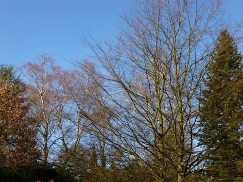 Trees Aesthetic Kahl Sky February