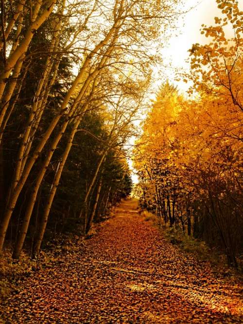 Trees Forest Autumn Yellow Nature Landscape