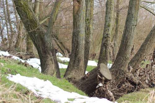 Trees Trunks Winter Snow Countryside Woodland