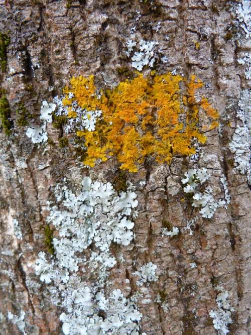 Trees Nature Lichens Wood Bark Trunk Forest