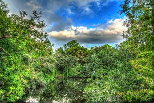 Trees Forest Hdr Landscape Nature Spring