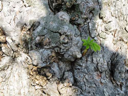 Trees Chestnut Trunk Plants Shoot Curious Small