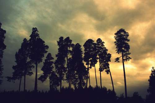 Trees Forest Brown Coniferous Tree Pine Nature