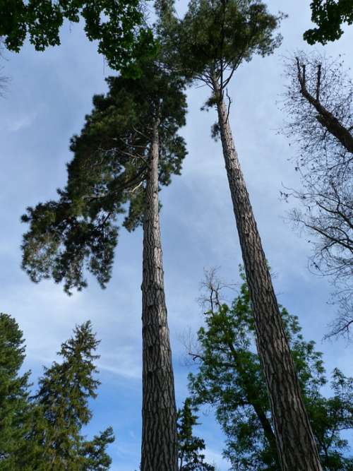 Trees Nature Grand Top Slender Landscape Sky