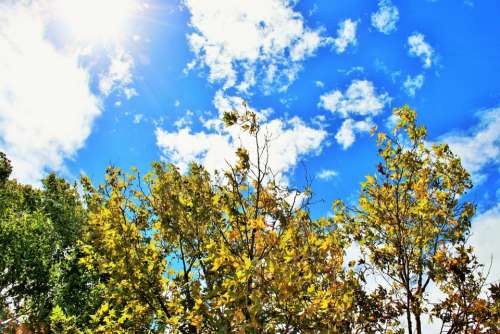 Trees Sky Blue Clouds White Bright Leaves Autumn