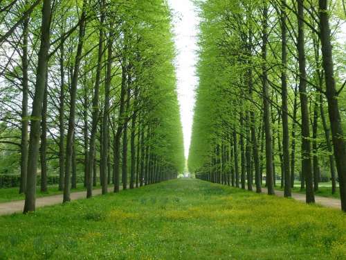 Trees Avenue Perfect Green Spring Celle May