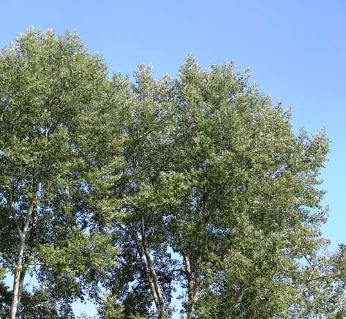 Trees Aspen Aspen Leaves Tremble Wind Bise