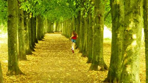Trees Running Nature Forest Outdoors Beautiful