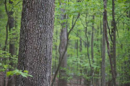 Trees Hardwood Forest Landscapes Nature