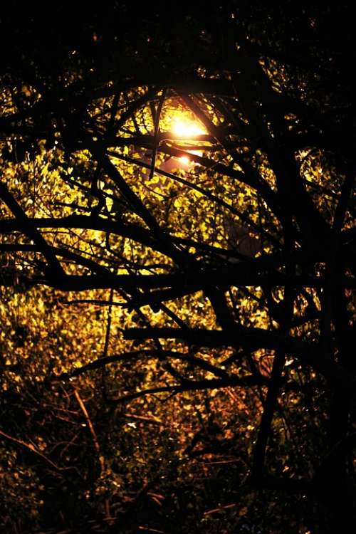 Trees Branches Twilight Silhouette Environment