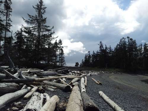 Trees Wood Driftwood Nature Forest Sky Travel