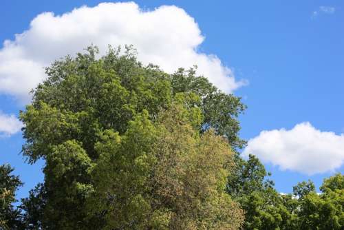 Trees Nature Plants Outdoors Green Calm Leaves