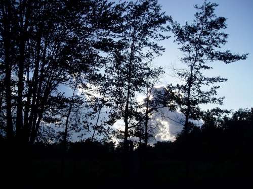 Trees Sunrise Sunset Morning Nature Scene