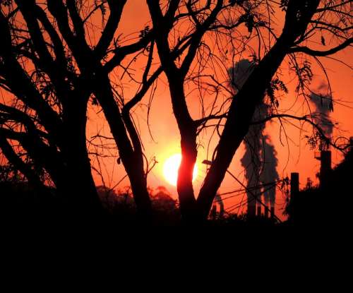 Trees Pollution Sol Sunset Against Light