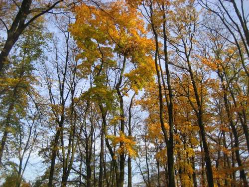 Trees Forest Autumn Nature Natural Wooden Foliage