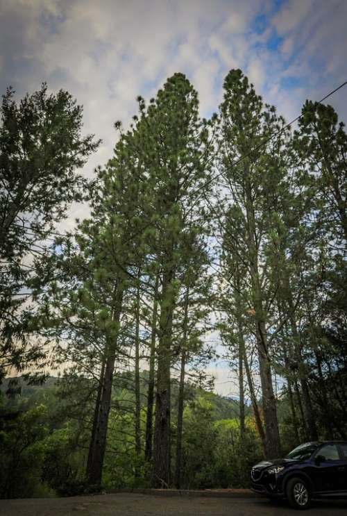 Trees Sky Clouds Wide Angle Nature Landscape