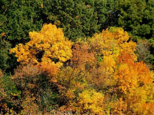 Trees Autumn Landscape Leaf Feerie Yellow