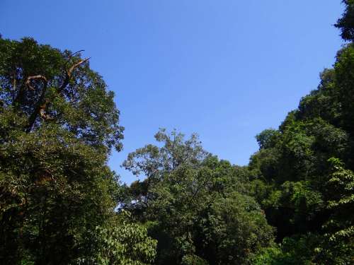 Trees Canopy Forest Nature Foliage Tropical Woods