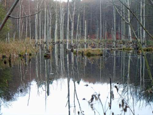 Trees In The Water Waldsee Mirroring