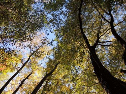Treetop Canopy Top Forest Trees Autumn Nature