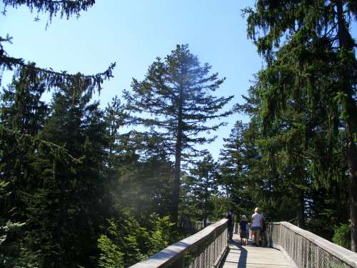 Treetop Path Bavarian Forest Web Boardwalk