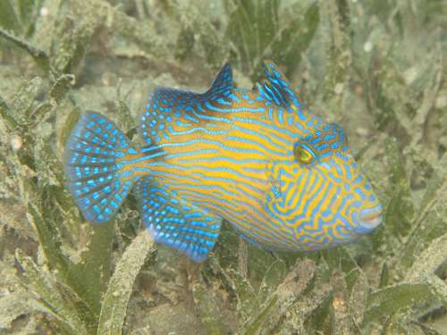 Triggerfish Young Fish Rotesmeer Underwater