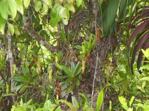 Tropical Landscape Vegetation Exotic Pitcher Plants