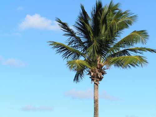 Tropical Island Palm Tree Travel Tourism