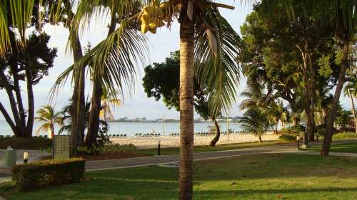 Tropical Resort Palm Caribbean