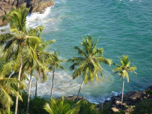 Tropical Sea Coconut Trees Palm Trees Palms Ocean