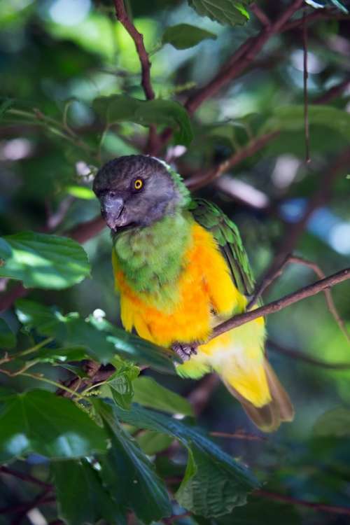 Tropical Bird Bird Wild Exotic Parrot