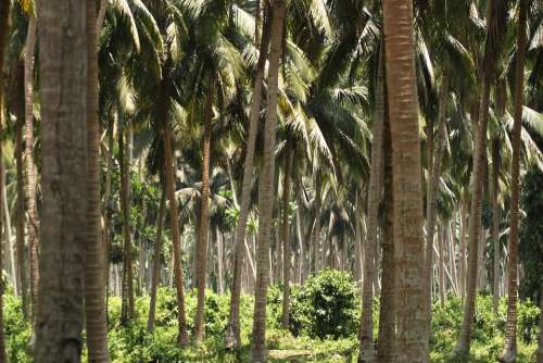 Tropics Nature Palm Trees Landscape