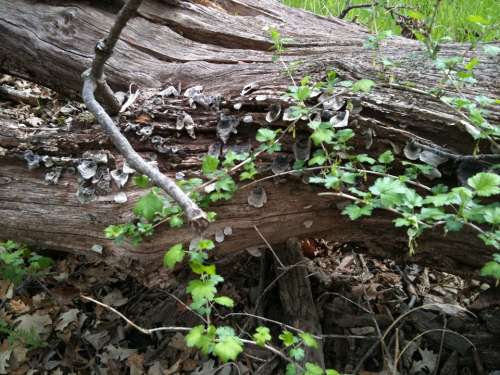 Trunk Old Tree Landscape Nature Plants Bark