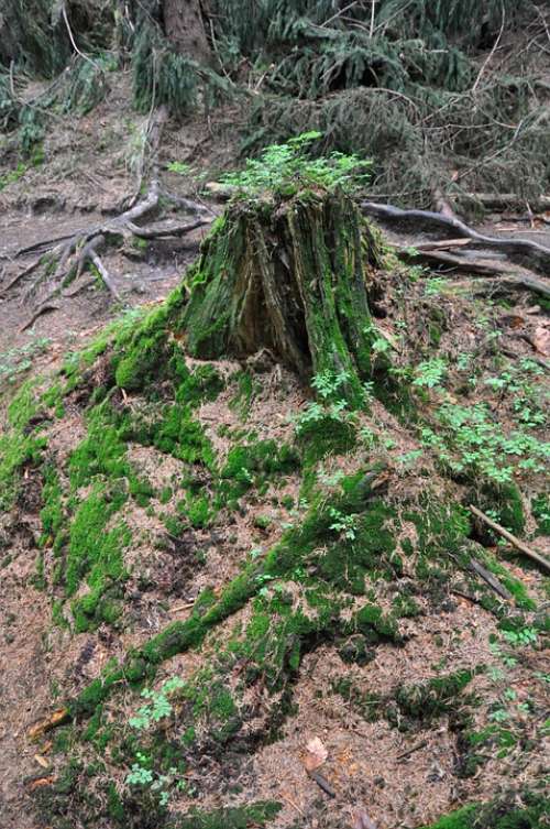 Trunk Forest Moss Trees Plants Roots Nature