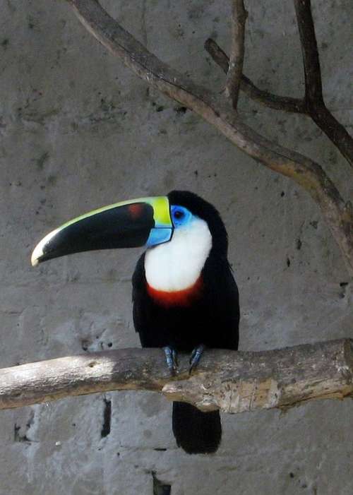 Tucan Bird Animal Nature