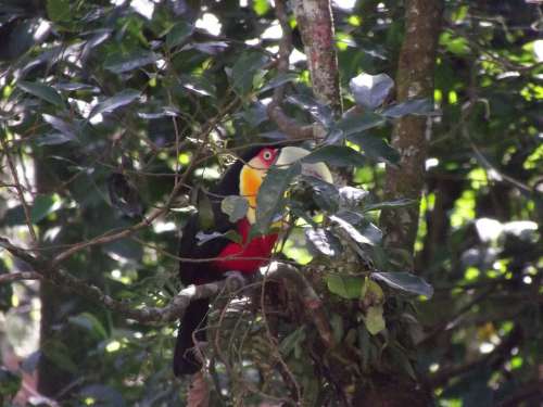 Tucano Chest Red Yellow Mairiporã Forest Native