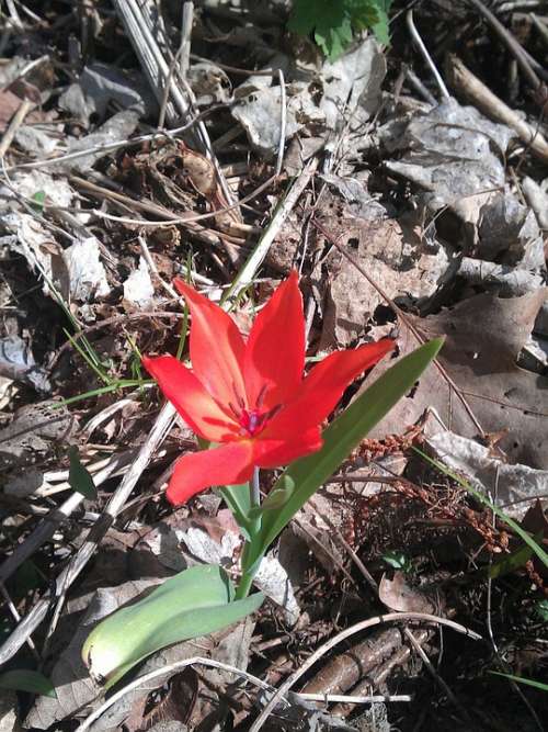 Tulip Red Forest Orphaned Change Of Location Alone