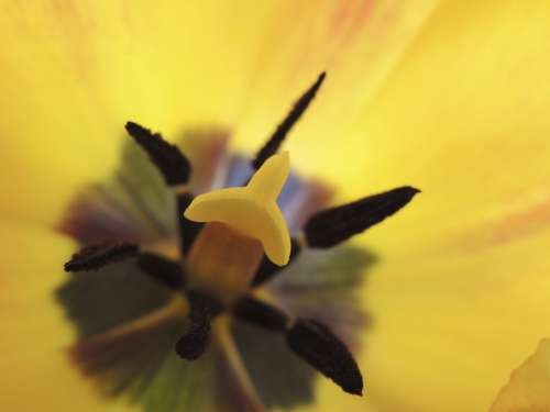 Tulip Stamp Yellow Flower Plant Garden Macro